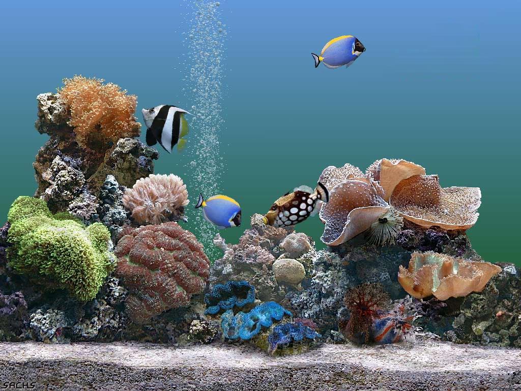 Aquarium Wallpaper 1024 x 768. To set as your desktop wallpaper, 