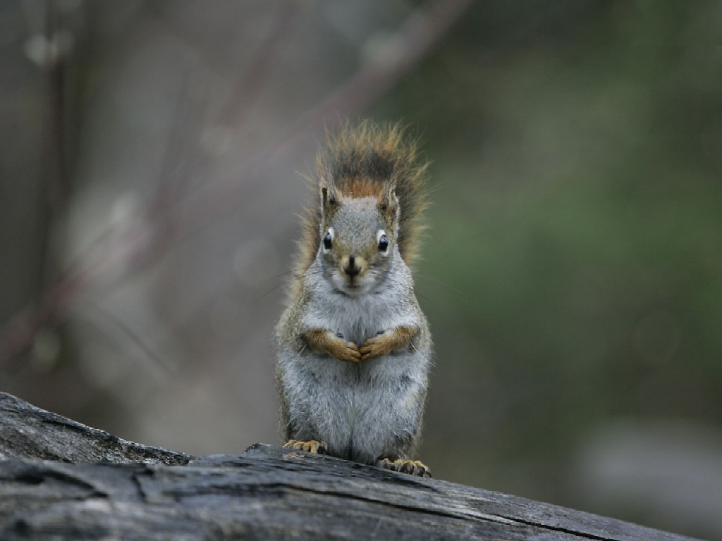 Squirrel 1024 x 768. To set as your desktop wallpaper, right click on the 