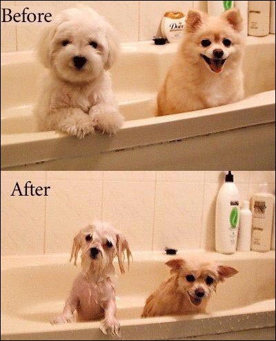 Dog wash