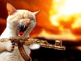 machinegun cat (gif)