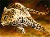 Out run a leopard