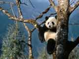 Giant Panda