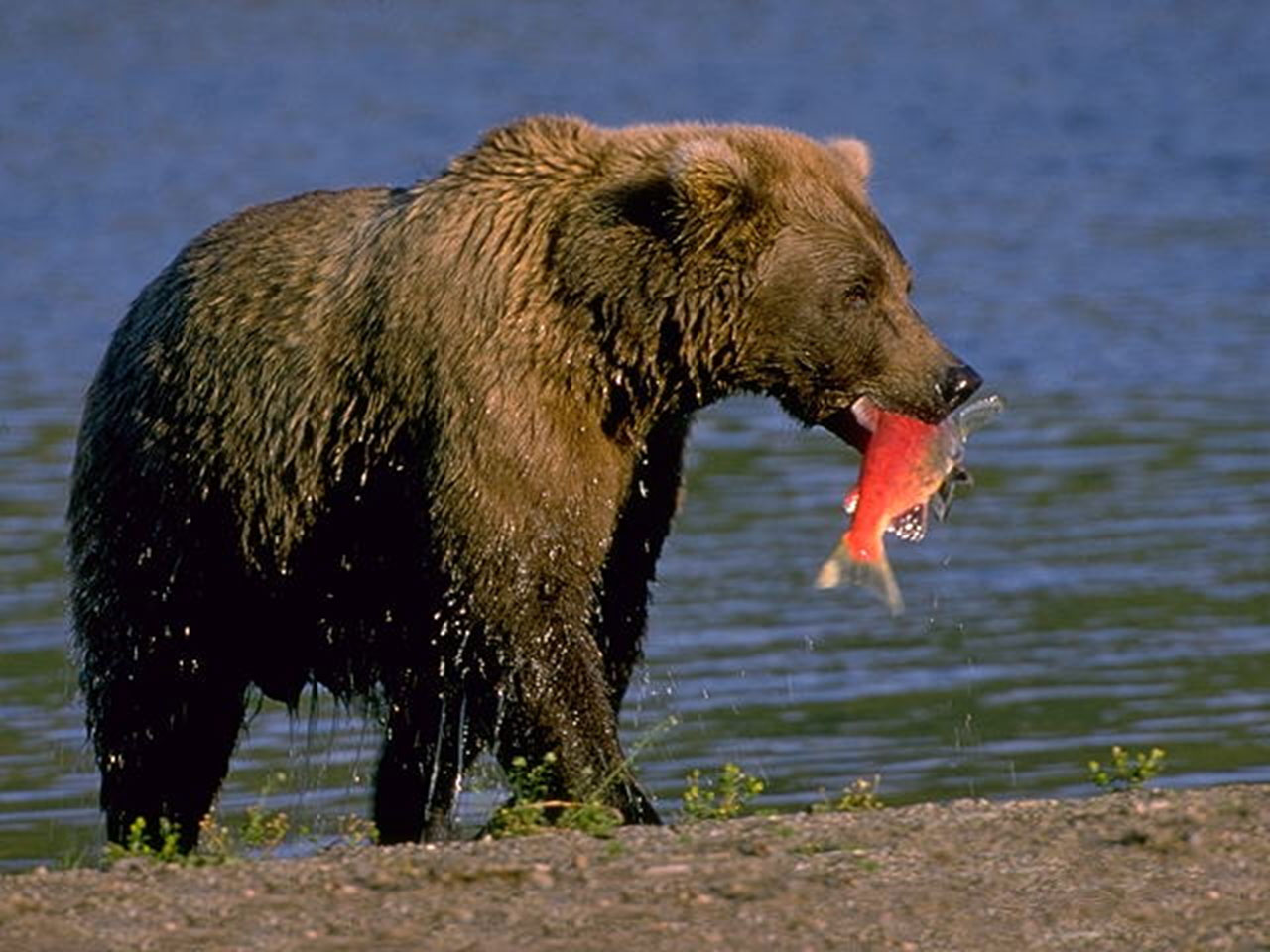 Brown Bear