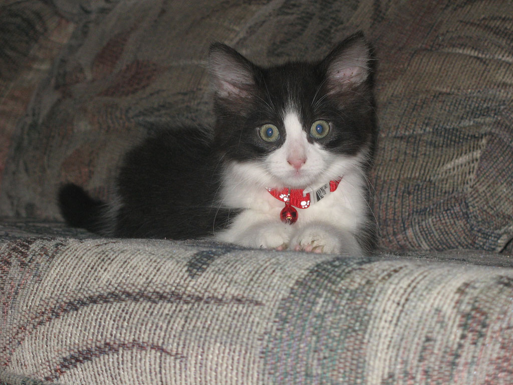 Cute Kitten