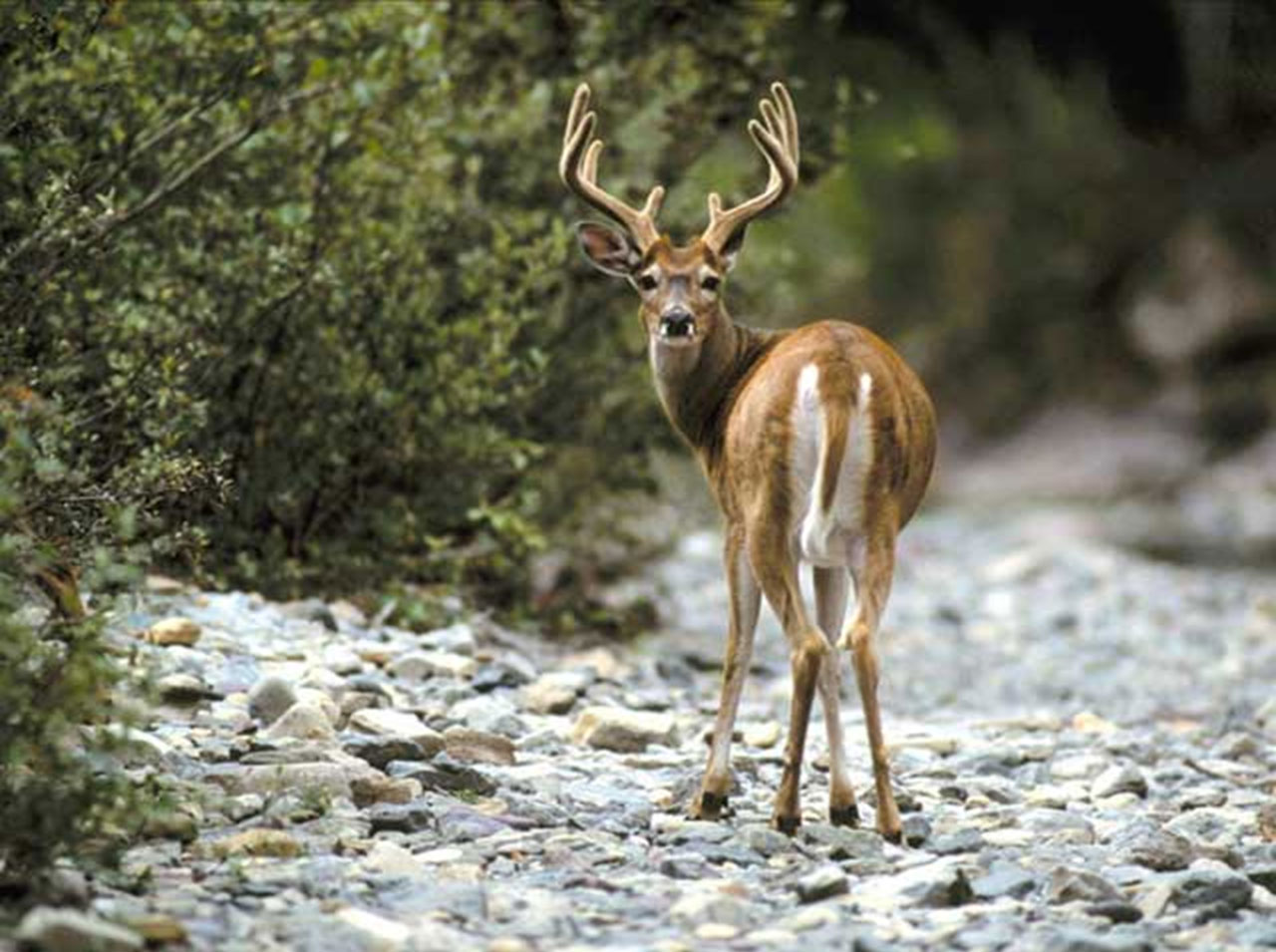 Deer