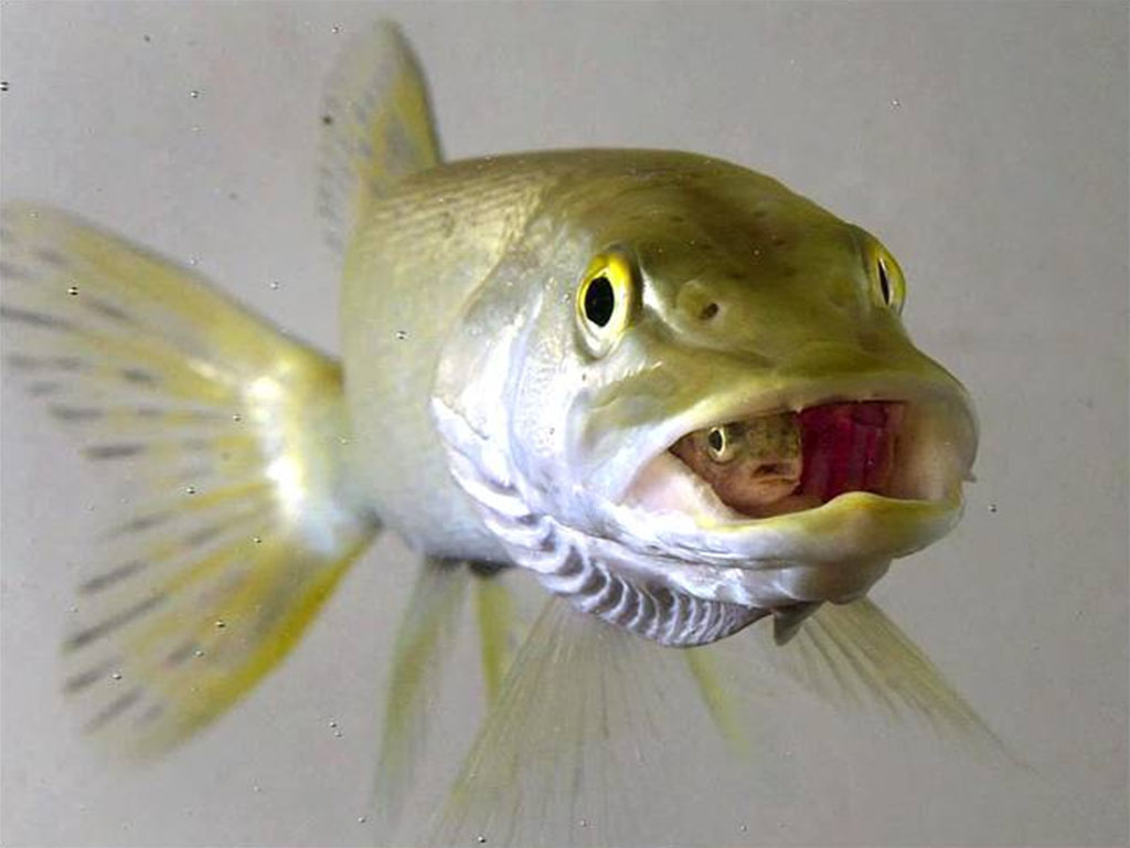 Fish For Lunch