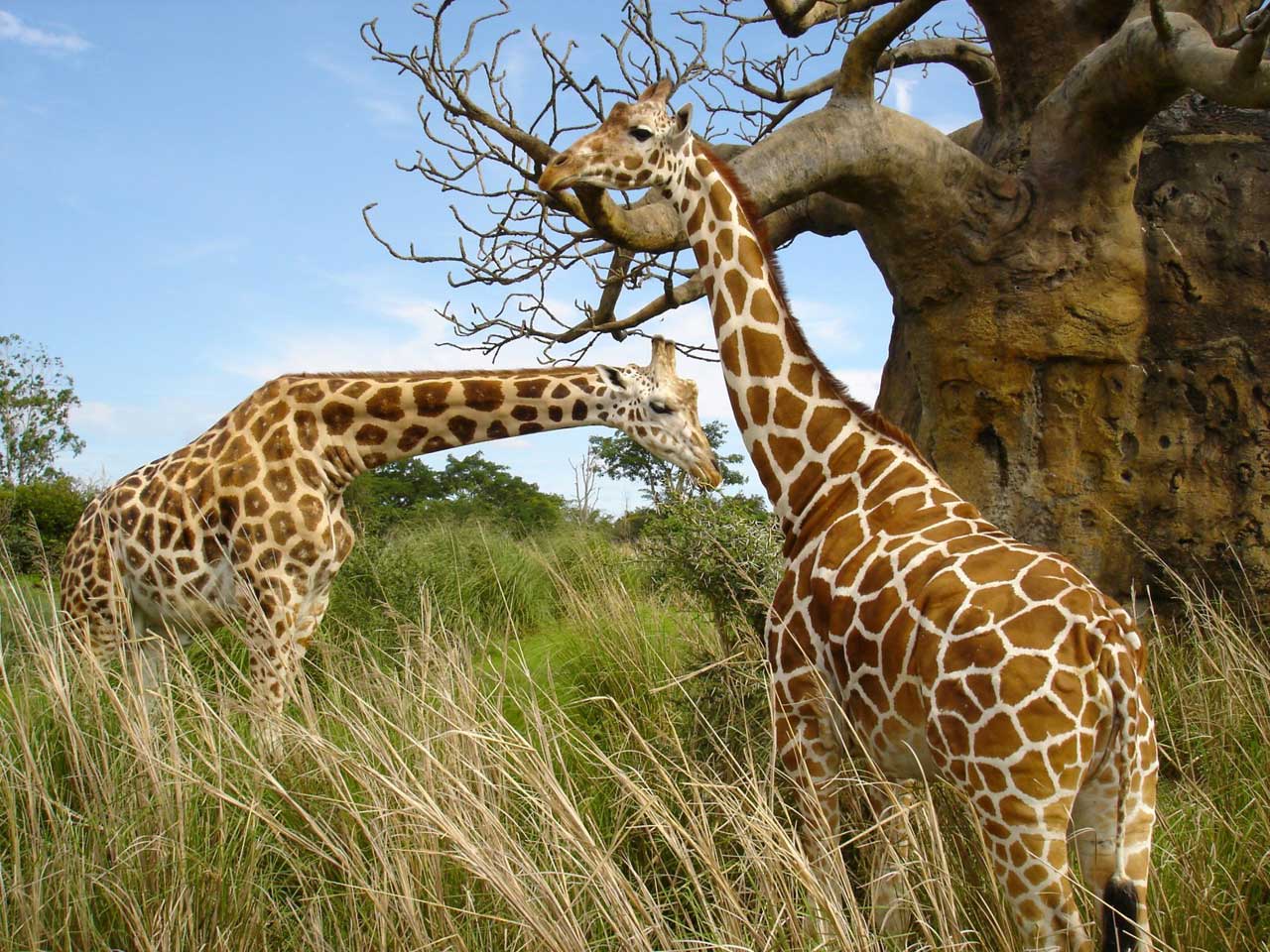 Giraffe