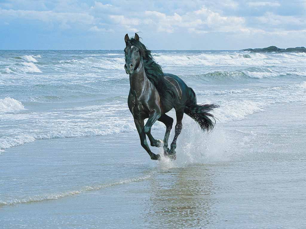 Black Horse