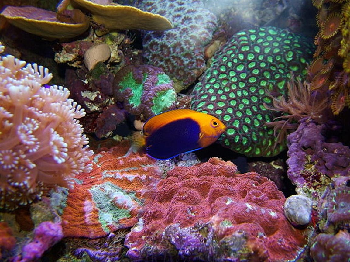 ocean fish