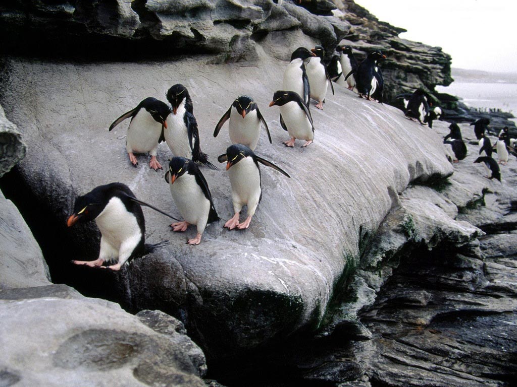 Penguin