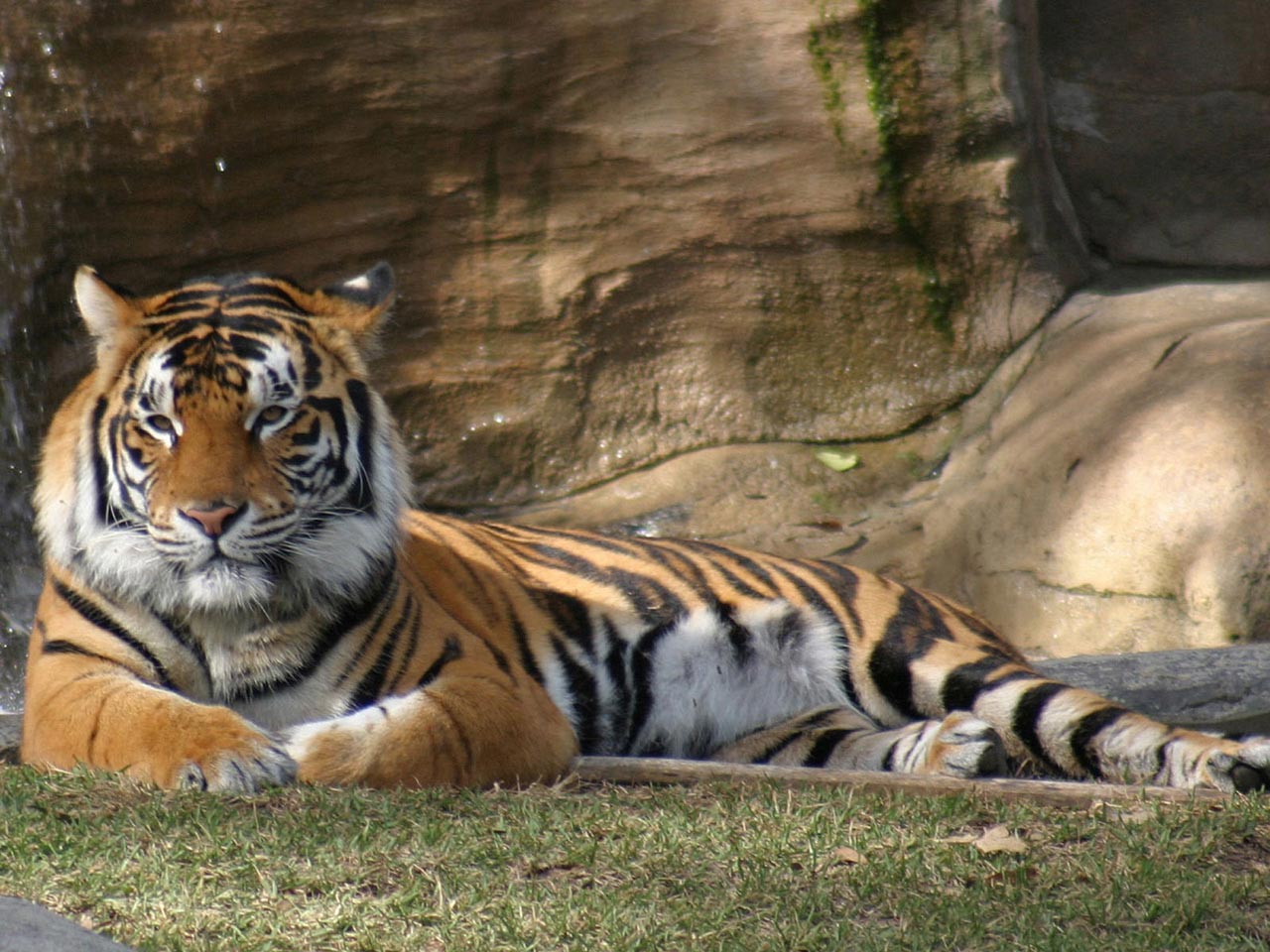 Tiger