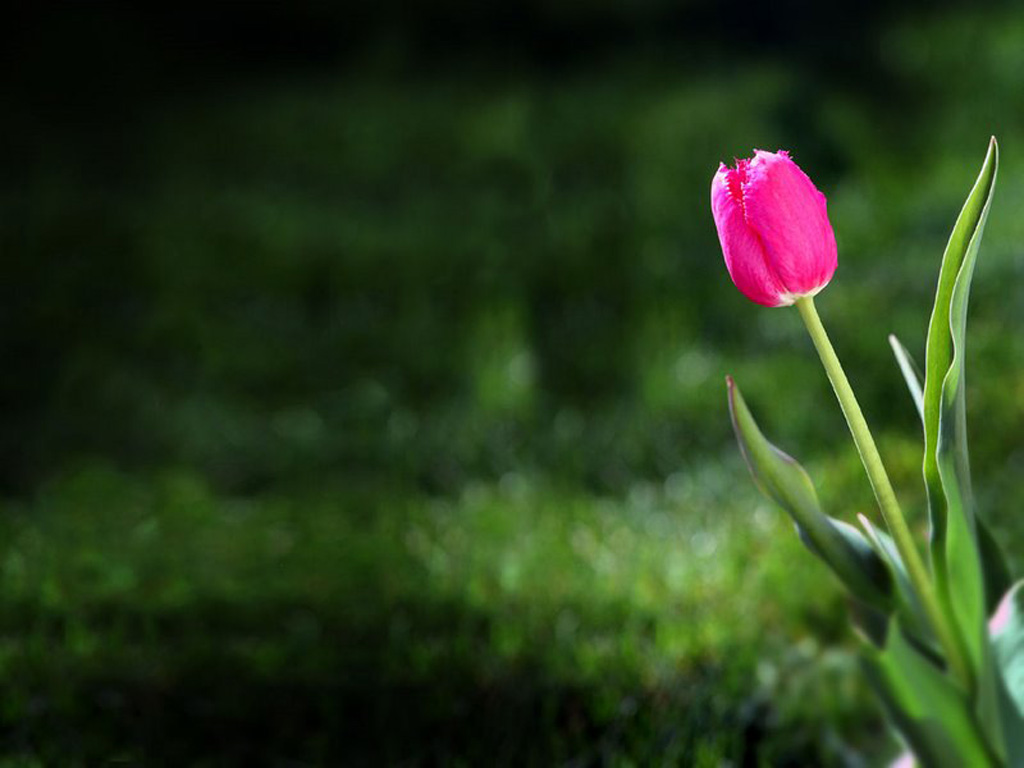 Tulip