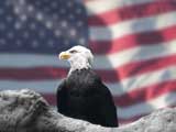 American Flag & Eagle