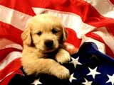 American Puppy